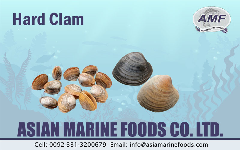 Hard Clam Exporter Pakistan