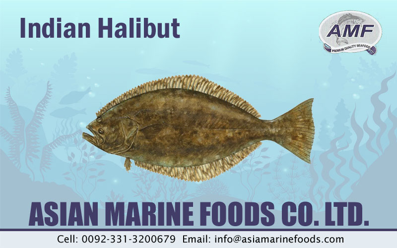 Indian Halibut Exporter Pakistan