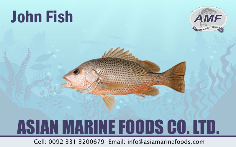 John Fish Exporter Pakistan