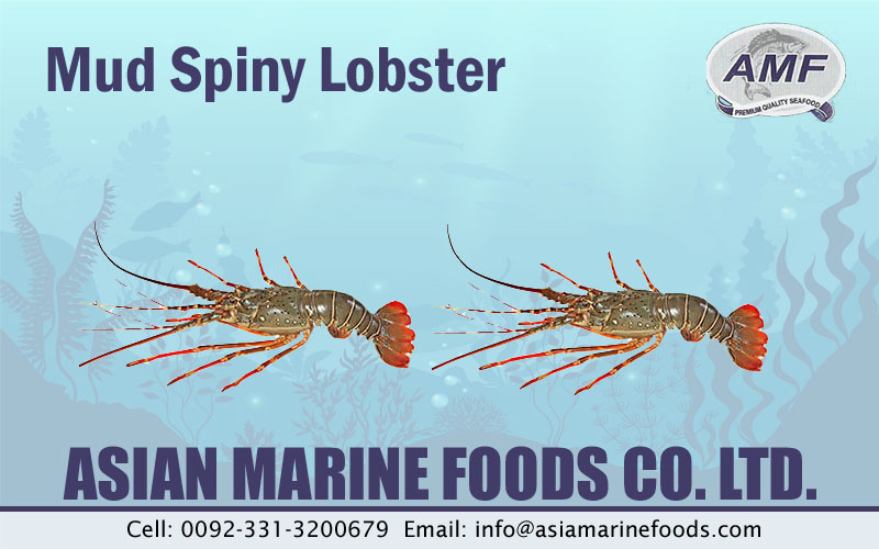 Mud Spiny Lobster Exporter Pakistan