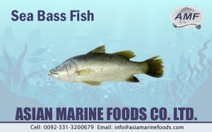 Sea Bass Exporter Pakistan