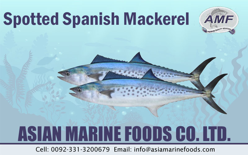 Spotted Spanish Mackerel Exporter Pakistan