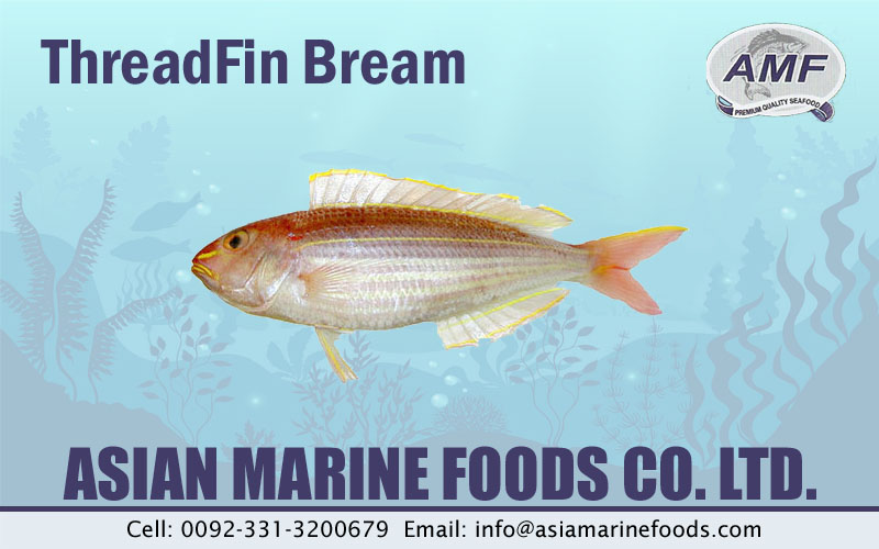 ThreadFin Bream Exporter Pakistan