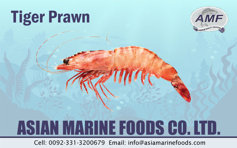 Tiger Prawn Exporter Pakistan