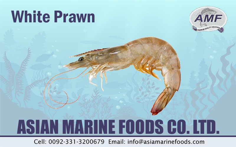 White Prawn Exporter Pakistan