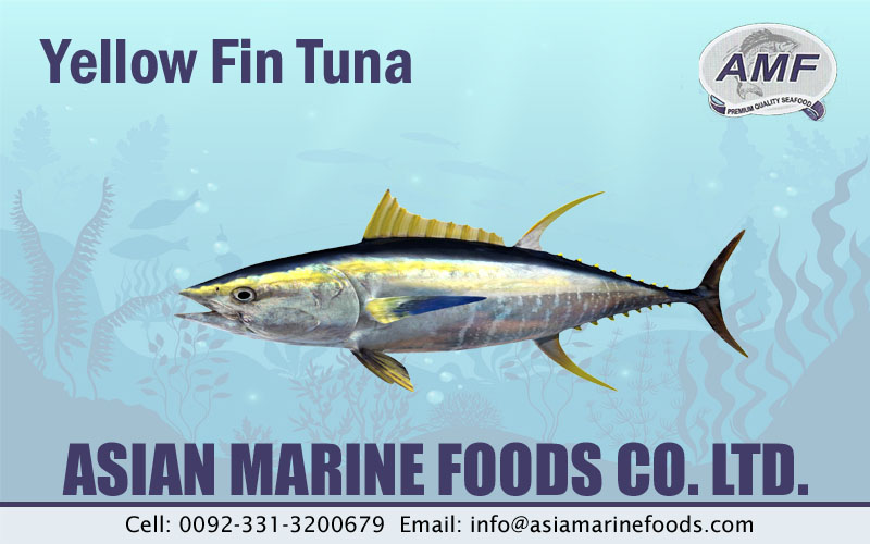 Yellowfin Tuna Exporter Pakistan